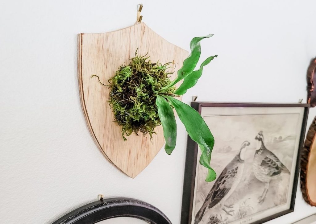 How to Plant a Staghorn Fern on a Board