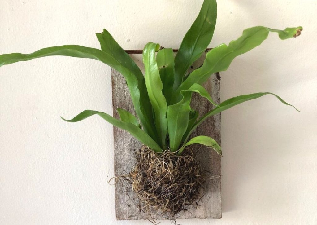How to Plant a Staghorn Fern on a Board