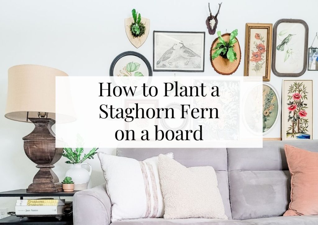 How to plant a staghorn fern on a board