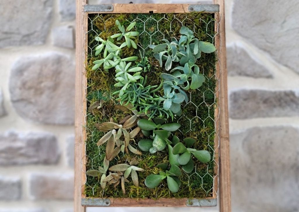 DIY vintage succulent wall planter