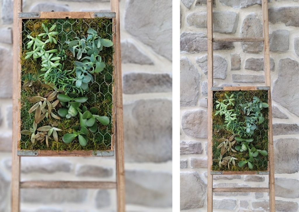 DIY vintage succulent wall planter