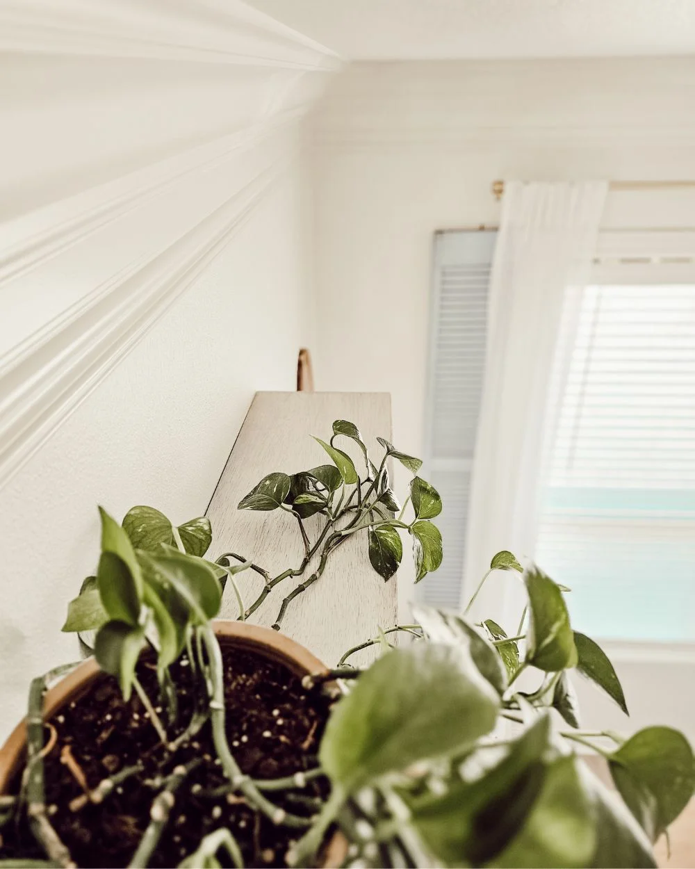 Easy DIY plant shelf made with corbels and plywood